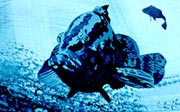 Grand bleu